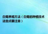 白菊養(yǎng)殖方法（白菊的種植技術(shù) 這些點要注意）