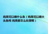 雞糞可以喂什么魚（雞糞可以喂大頭魚嗎 雞糞要怎么處理呢）