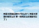 鴨掌木移栽后掉葉子怎么辦?（鴨掌木移栽爛根怎么辦 第一時(shí)間這么處理就可以了）
