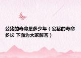 公豬的壽命是多少年（公豬的壽命多長(zhǎng) 下面為大家解答）