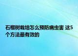 石榴樹(shù)栽培怎么預(yù)防病蟲(chóng)害 這5個(gè)方法最有效的