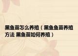 黑魚苗怎么養(yǎng)殖（黑魚魚苗養(yǎng)殖方法 黑魚苗如何養(yǎng)殖）