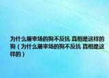 為什么屠宰場的狗不反抗 真相是這樣的狗（為什么屠宰場的狗不反抗 真相是這樣的）