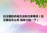 白玉簪的養(yǎng)殖方法和注意事項(xiàng)（白玉簪花怎么養(yǎng) 簡(jiǎn)單介紹一下）