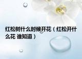 紅松樹什么時候開花（紅松開什么花 誰知道）