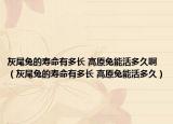 灰尾兔的壽命有多長 高原兔能活多久啊（灰尾兔的壽命有多長 高原兔能活多久）