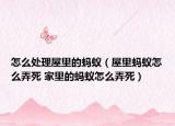 怎么處理屋里的螞蟻（屋里螞蟻怎么弄死 家里的螞蟻怎么弄死）