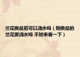蘭花換盆后可以澆水嗎（剛換盆的蘭花要澆水嗎 不妨來看一下）