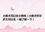 小鹿犬可以生小狗嗎（小鹿犬懷孕多久可以生 一起了解一下）