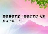 墨菊是菊花嗎（墨菊的花語 大家可以了解一下）