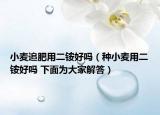 小麥追肥用二銨好嗎（種小麥用二銨好嗎 下面為大家解答）