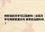 剛移栽的月季可以施肥嗎（盆栽月季可用酵素灌水嗎 酵素能當(dāng)肥料嗎）