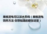 果核泥龜可以深水養(yǎng)嗎（果核泥龜飼養(yǎng)方法 你想知道的都在這里）