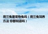 荷蘭兔是寵物兔嗎（荷蘭兔飼養(yǎng)方法 你都知道嗎）