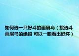 如何選一只好斗的畫眉鳥（挑選斗畫眉鳥的絕招 可以一眼看出好壞）