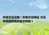 君荷蘭花花期（君荷蘭花特征 蘭花君荷品種性狀是怎樣的）