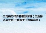 三角梅怎樣養(yǎng)的根部很粗（三角梅怎么變粗 三角梅主干怎樣養(yǎng)粗）