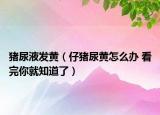 豬尿液發(fā)黃（仔豬尿黃怎么辦 看完你就知道了）
