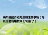 雞爪槭的養(yǎng)殖方法和注意事項(xiàng)（雞爪槭的栽培技術(shù) 仔細(xì)看了）