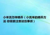 小羊羔怎樣喂養(yǎng)（小羔羊的喂養(yǎng)方法 你需要注意這些事項(xiàng)）