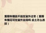 重瓣朱槿能不能在室外過冬（重瓣朱槿花可在室外盆栽嗎 盆土怎么選擇）