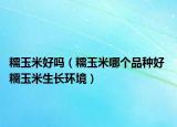 糯玉米好嗎（糯玉米哪個品種好 糯玉米生長環(huán)境）