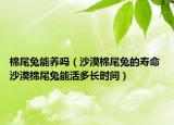棉尾兔能養(yǎng)嗎（沙漠棉尾兔的壽命 沙漠棉尾兔能活多長時間）