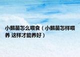 小鵝苗怎么喂食（小鵝苗怎樣喂養(yǎng) 這樣才能養(yǎng)好）