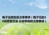梔子花修剪后注意事項(xiàng)（梔子花的10月修剪方法 分享修剪的注意事項(xiàng)）