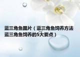 藍三角魚圖片（藍三角魚飼養(yǎng)方法 藍三角魚飼養(yǎng)的5大要點）