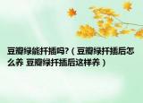 豆瓣綠能扦插嗎?（豆瓣綠扦插后怎么養(yǎng) 豆瓣綠扦插后這樣養(yǎng)）