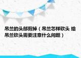 吊蘭的頭部剪掉（吊蘭怎樣砍頭 給吊蘭砍頭需要注意什么問題）