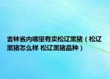吉林省內(nèi)哪里有賣松遼黑豬（松遼黑豬怎么樣 松遼黑豬品種）