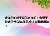 金彈子的葉子是怎么樣的（金彈子卷葉是什么情況 養(yǎng)殖注意事項須知）