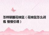 怎樣馴服花枝鼠（花枝鼠怎么訓(xùn)練 慢慢引誘）