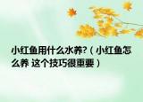 小紅魚用什么水養(yǎng)?（小紅魚怎么養(yǎng) 這個(gè)技巧很重要）