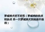 羅威納犬好不好養(yǎng)（羅威納的優(yōu)點(diǎn)和缺點(diǎn) 養(yǎng)一只羅威納犬到底值不值得）