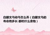 白腰文鳥幼鳥怎么養(yǎng)（白腰文鳥的壽命有多長 都吃什么食物）