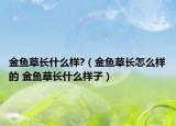 金魚草長什么樣?（金魚草長怎么樣的 金魚草長什么樣子）