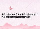 黑松盆景的種植方法（黑松盆景的栽培與養(yǎng)護(hù) 黑松盆景的栽培與養(yǎng)護(hù)方法）