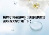 桃樹(shù)可以隨便種嗎（耕地栽桃樹(shù)違法嗎 給大家介紹一下）