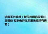 雞喂玉米好嗎（新玉米喂雞需要注意哪些 專家告訴你新玉米喂雞有講究）