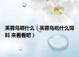 芙蓉鳥喂什么（芙蓉鳥吃什么飼料 來(lái)看看吧）