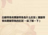 白眼帶魚和黃眼帶魚有什么區(qū)別（黑眼帶魚和黃眼帶魚的區(qū)別 一起了解一下）