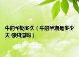 牛的孕期多久（牛的孕期是多少天 你知道嗎）