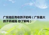 廣東地區(qū)有收鴿子的嗎（廣東最大鴿子養(yǎng)殖場(chǎng) 你了解嗎）