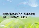 觀賞鱘龍魚(yú)怎么養(yǎng)?（鱘龍魚(yú)養(yǎng)殖 我們一起來(lái)探討一下吧）