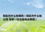 蜈蚣為什么怕母雞（蜈蚣為什么怕公雞 專家一針見血說出真相）