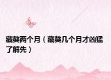 藏獒兩個月（藏獒幾個月才兇猛 了解先）