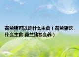 荷蘭豬可以吃什么主食（荷蘭豬吃什么主食 荷蘭豬怎么養(yǎng)）